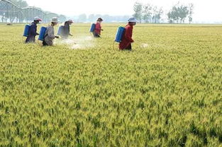 河南 推广农业科技 促粮食增产丰收